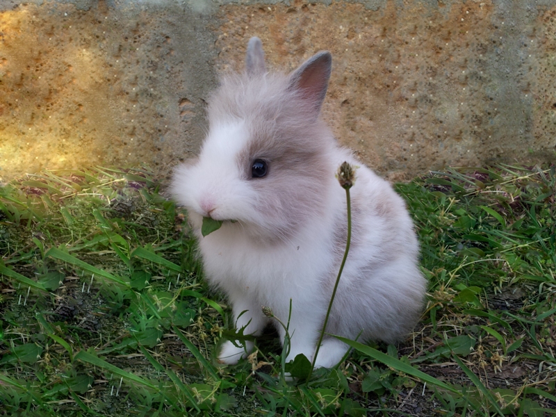 Coniglio - Rabbit
